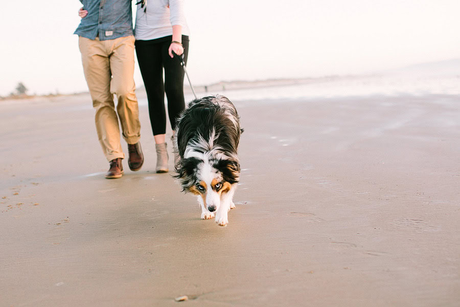 A couple walks their dog together along the water during their engagement session.