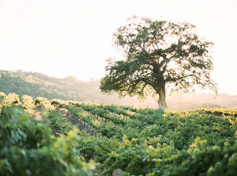 Newlyweds at Hammersky Vineyards 