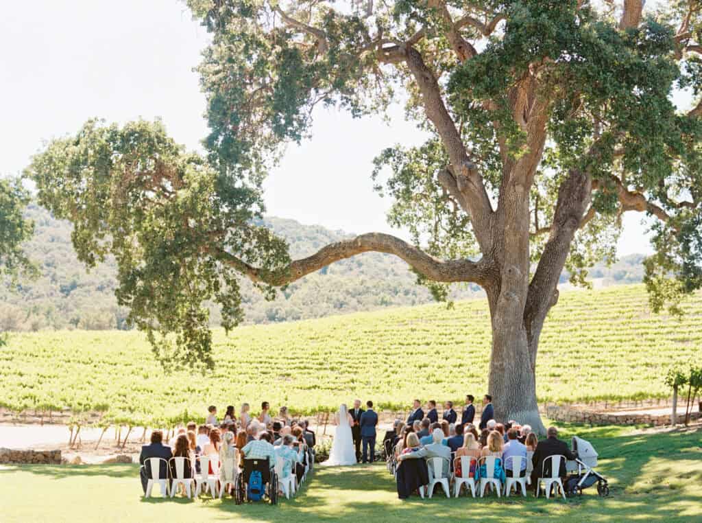 A breathtaking wide-angle view of a wedding ceremony at Hammersky Vineyards, featuring the bride, groom, bridal party, and all guests under the venue’s iconic ceremony tree.