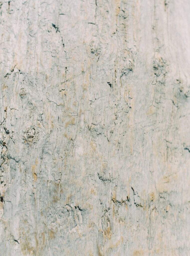 A close-up view of driftwood from Pebble Beach, highlighting its natural textures and weathered charm.