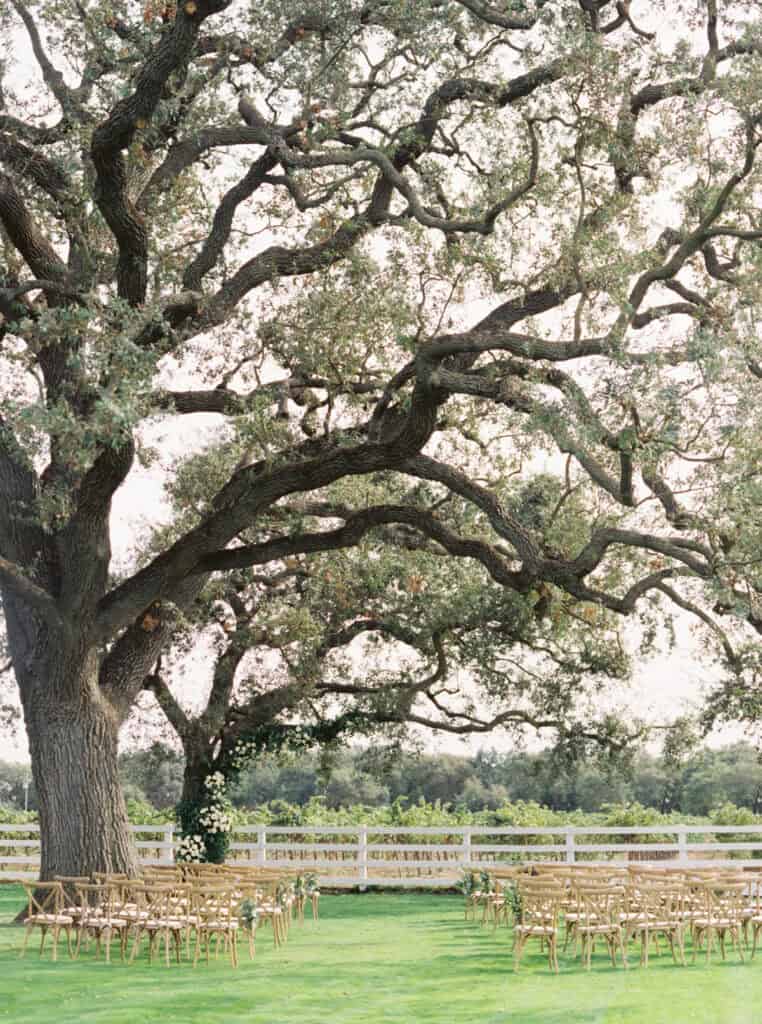 A breathtaking outdoor ceremony setup beneath a sprawling tree at a private estate in Lodi, CA, featuring light wood crossback chairs and white florals adorning the branches.