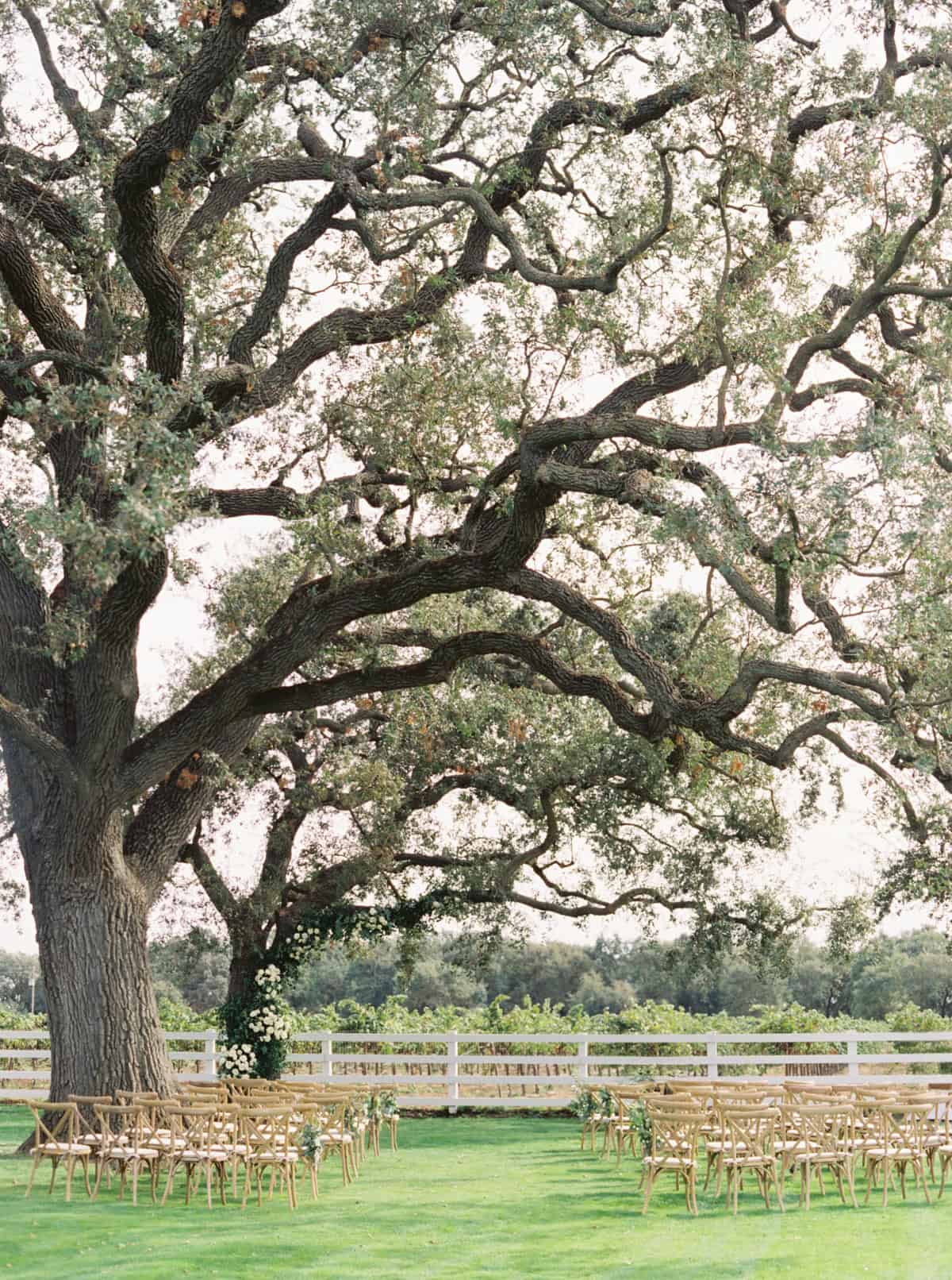 A breathtaking outdoor ceremony setup beneath a sprawling tree at a private estate in Lodi, CA, featuring light wood crossback chairs and white florals adorning the branches.