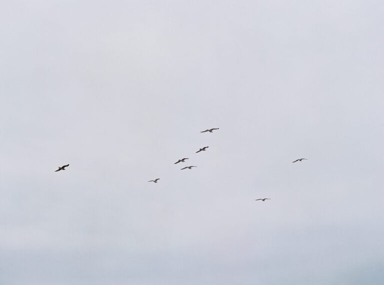 Birds flying in a gloomy sky in Santa Barbara