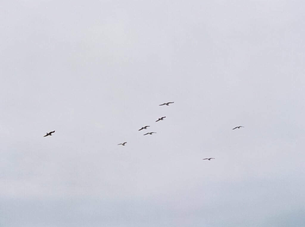 Birds flying in a gloomy sky in Santa Barbara